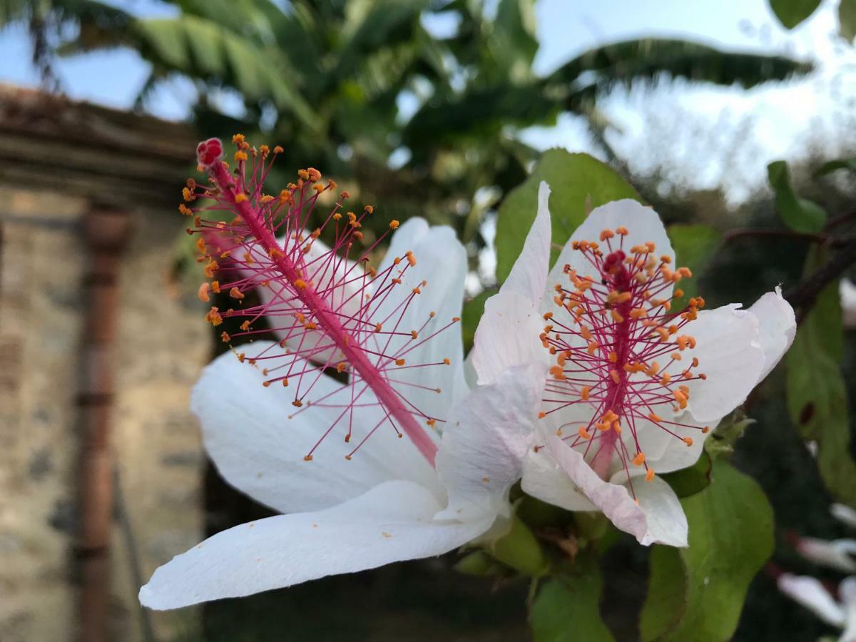 Giardino Di Sicilia Pensionat Sant'Agata di Militello Eksteriør billede